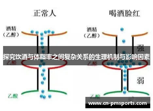 探究饮酒与体脂率之间复杂关系的生理机制与影响因素